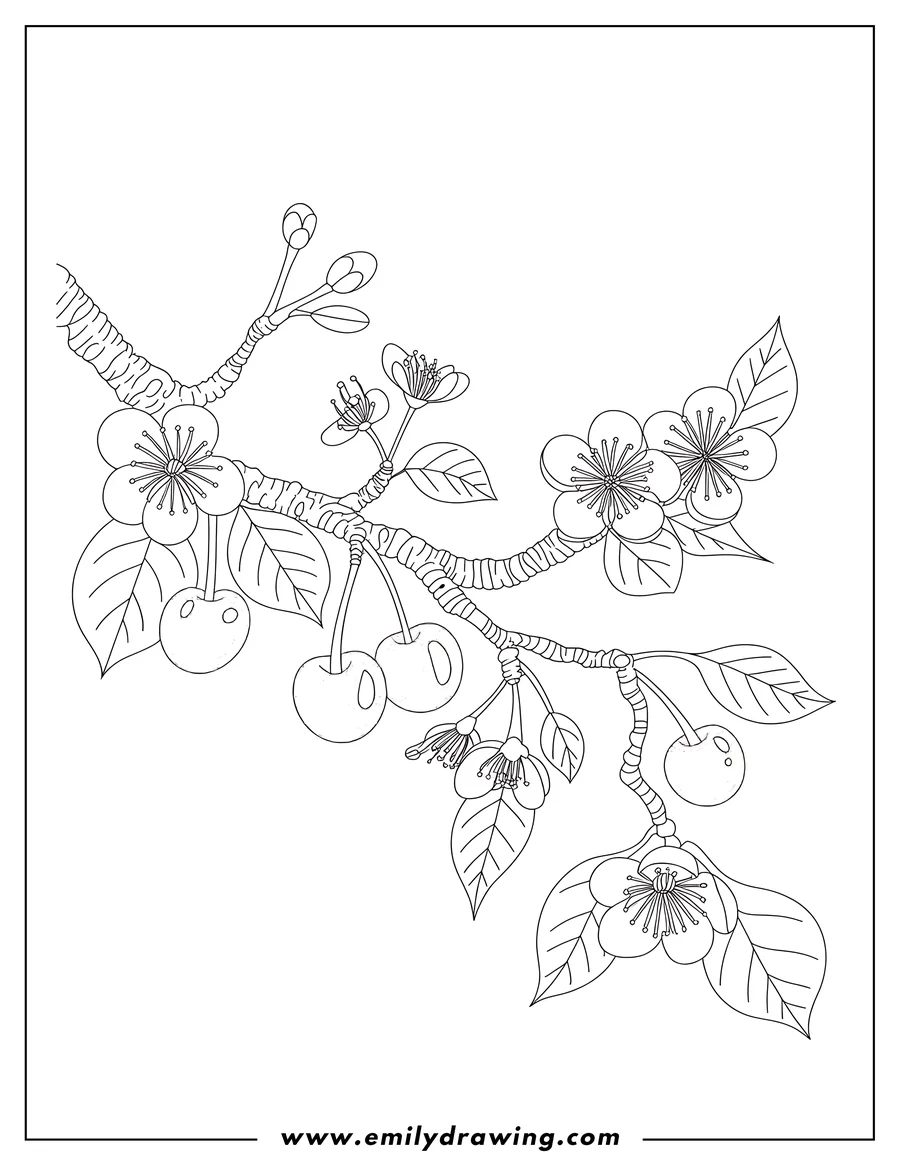 Outline of a cherry branch with ripe cherries, blossoms, and leaves.