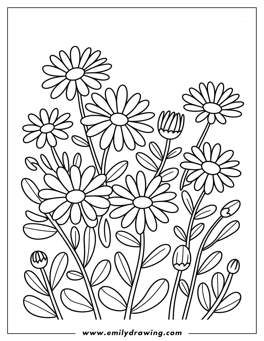 Outline of several daisies and daisy buds, ready to be colored.