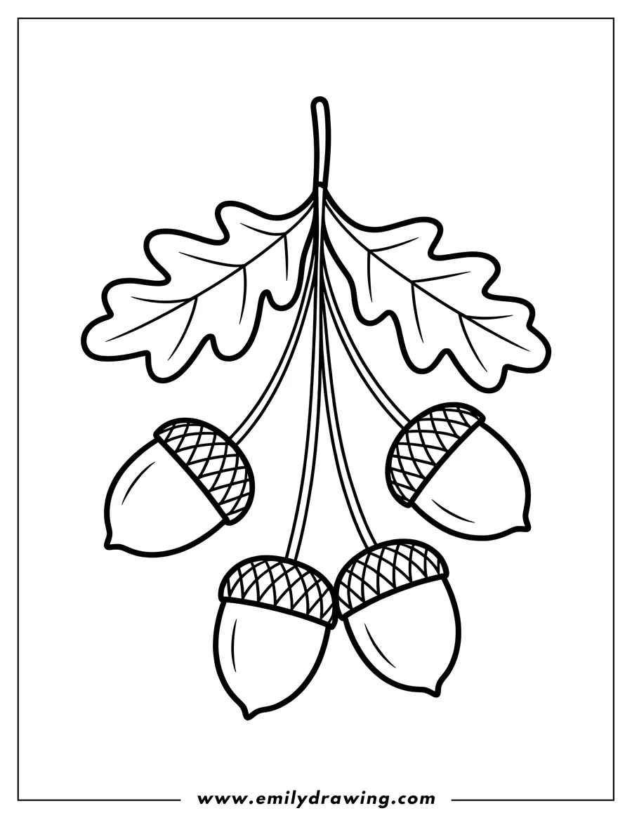 Outline of three acorns hanging from an oak leaf stem.