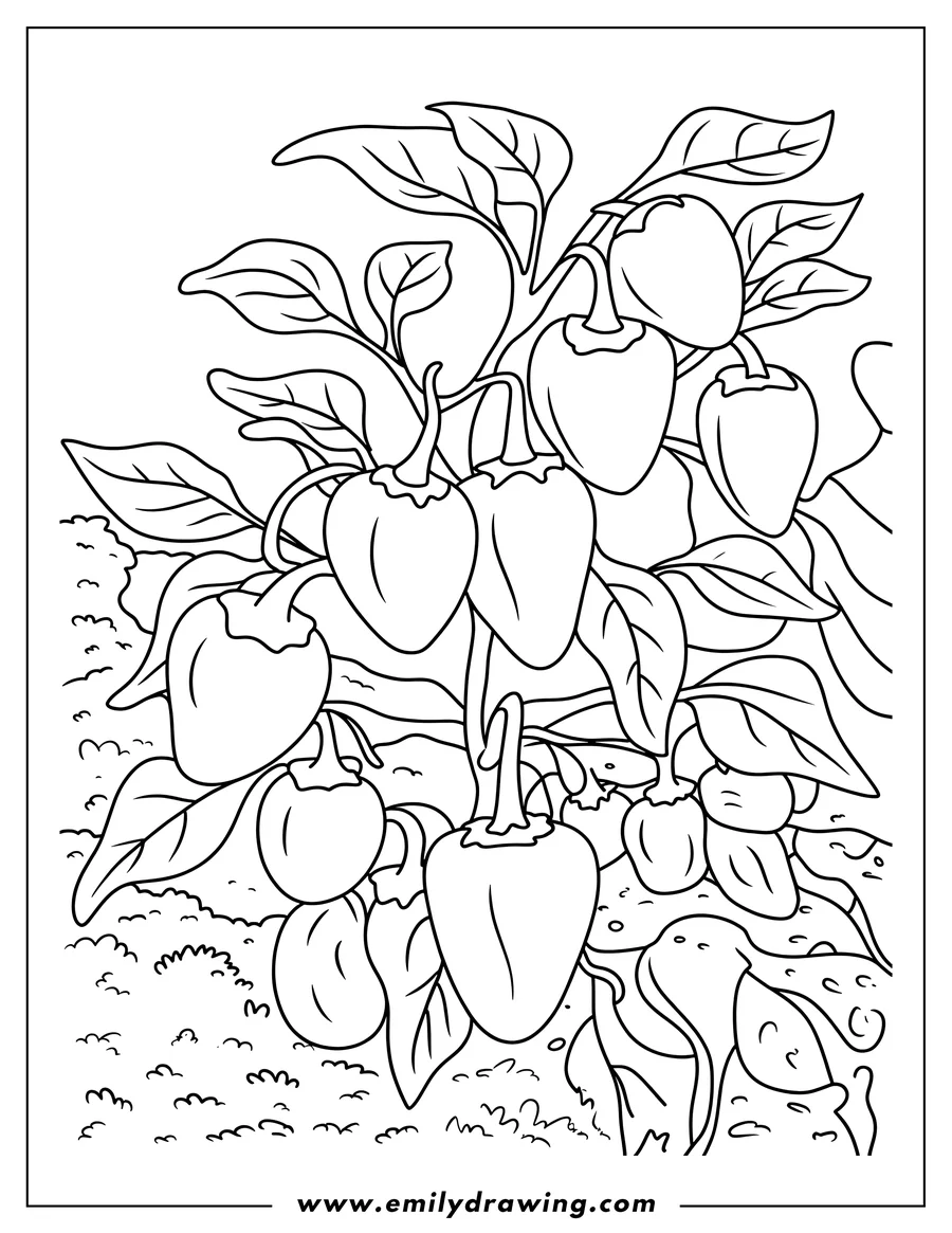 Outline of bell peppers growing in a garden. Some are large and ripe, while others are still small. Leaves and stems are visible, along with the textured ground.