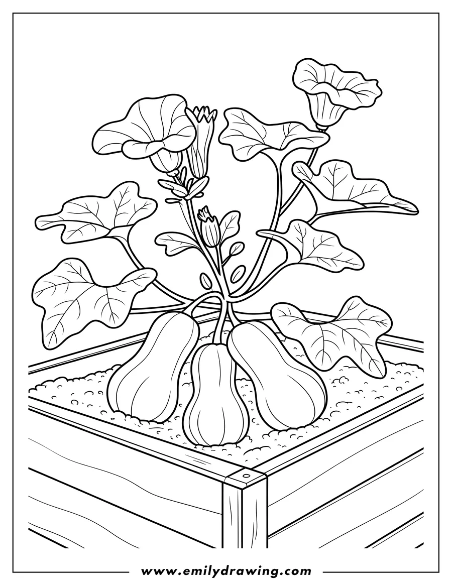 Line art of butternut squash growing in a planter box, with leaves and flowers.
