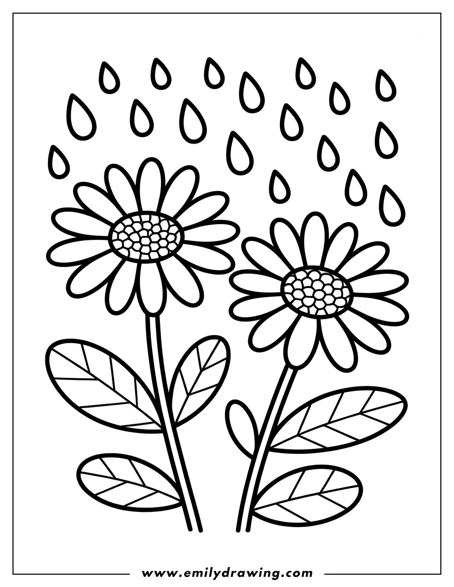 Outline of two daisies with large petals and detailed centers, raindrops falling around them.