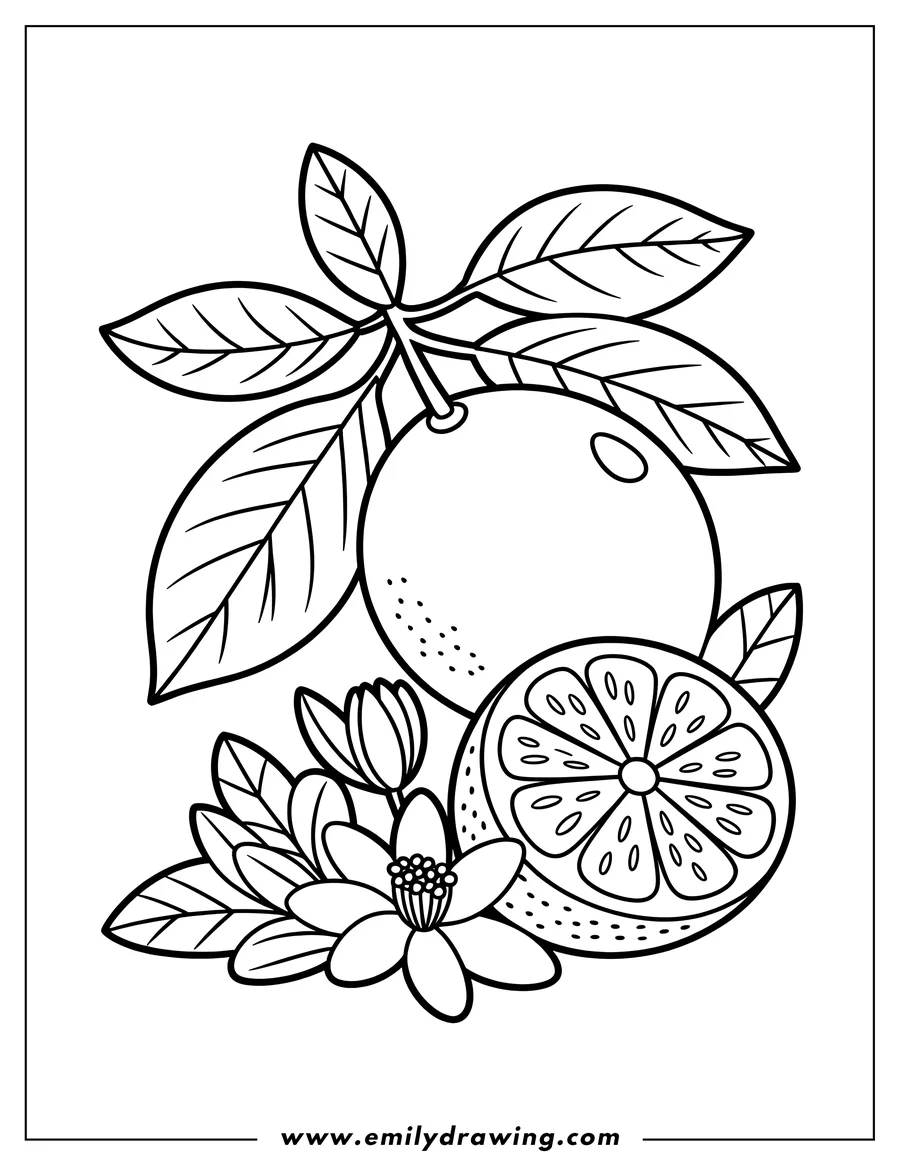 Outline of a whole lemon, a lemon slice, and lemon flowers.
