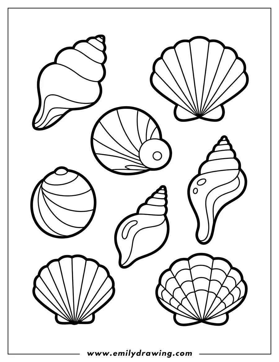 Line art of various seashells, including conch and scallop shapes.