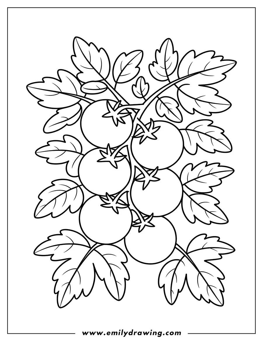 Outline of tomatoes growing on a vine with leaves.