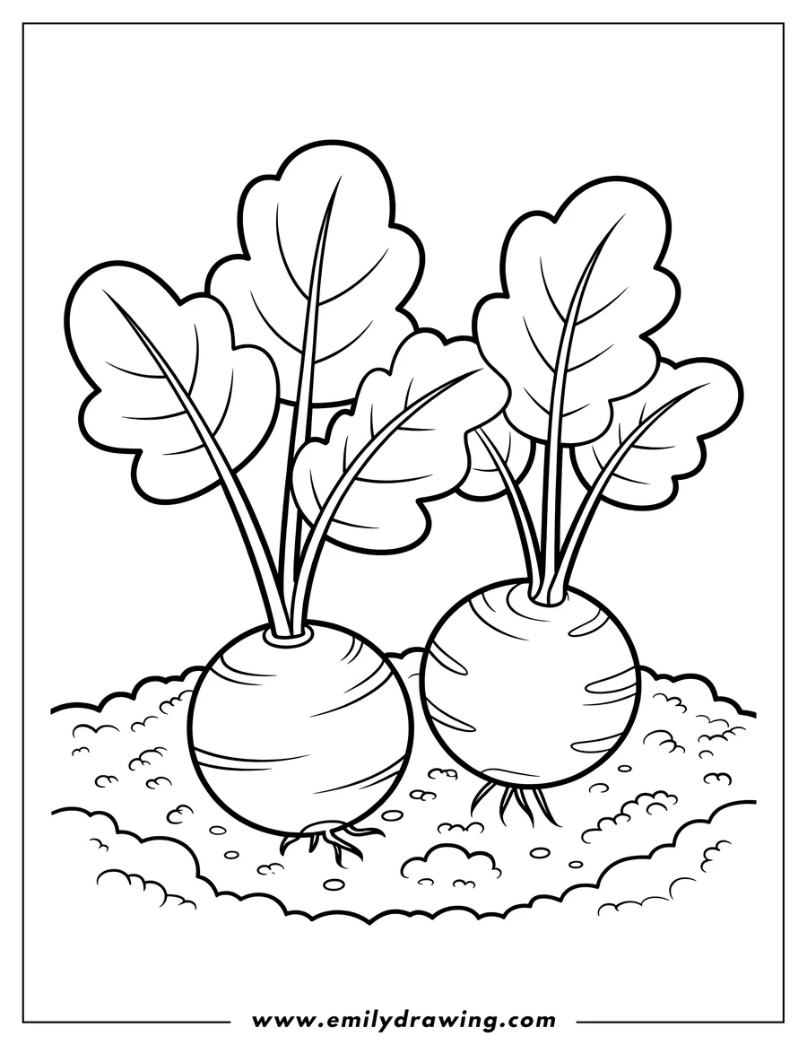 Line art of two turnips growing in the garden.  They have large round bulbs and big, leafy tops.