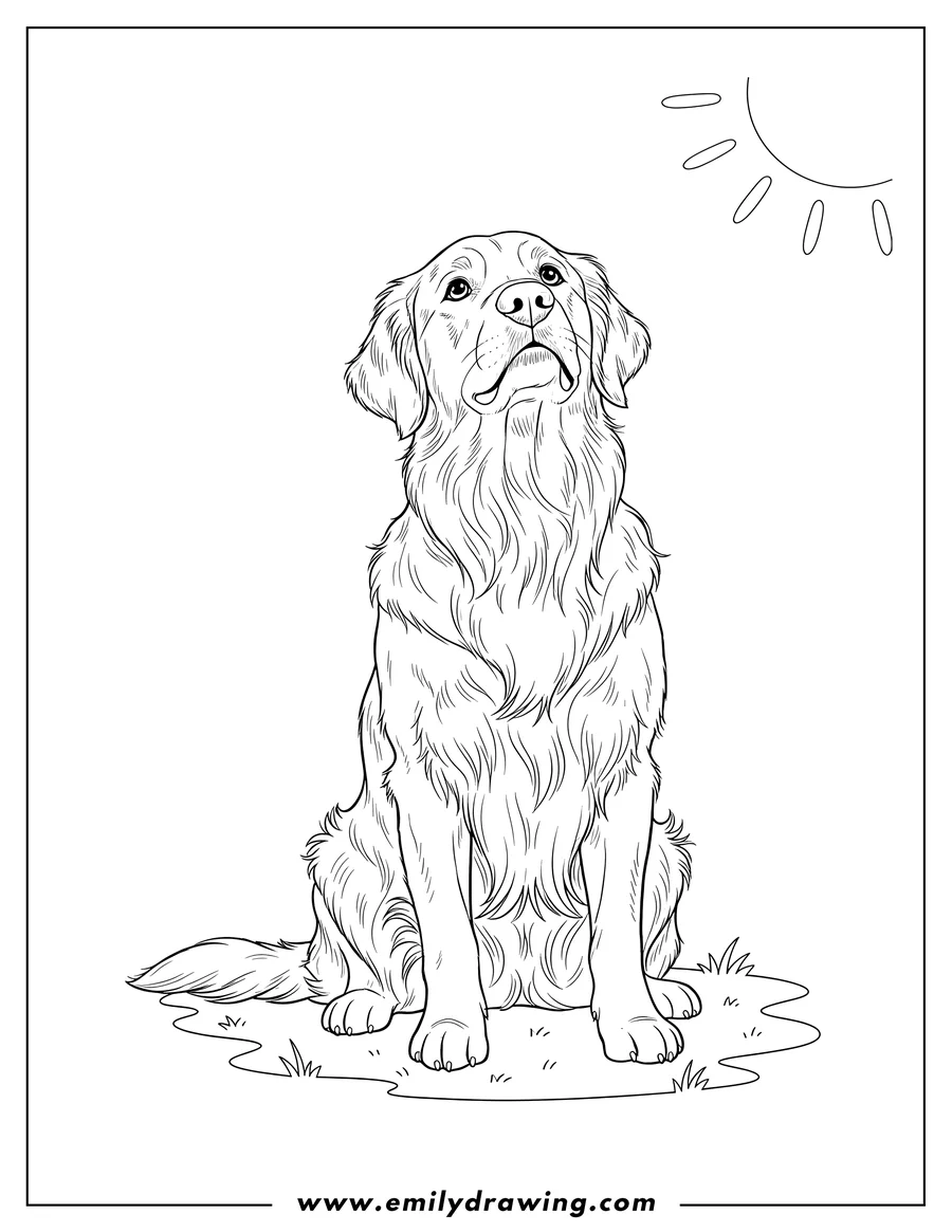 Outline drawing of adult Golden Retriever Sitting, looking up