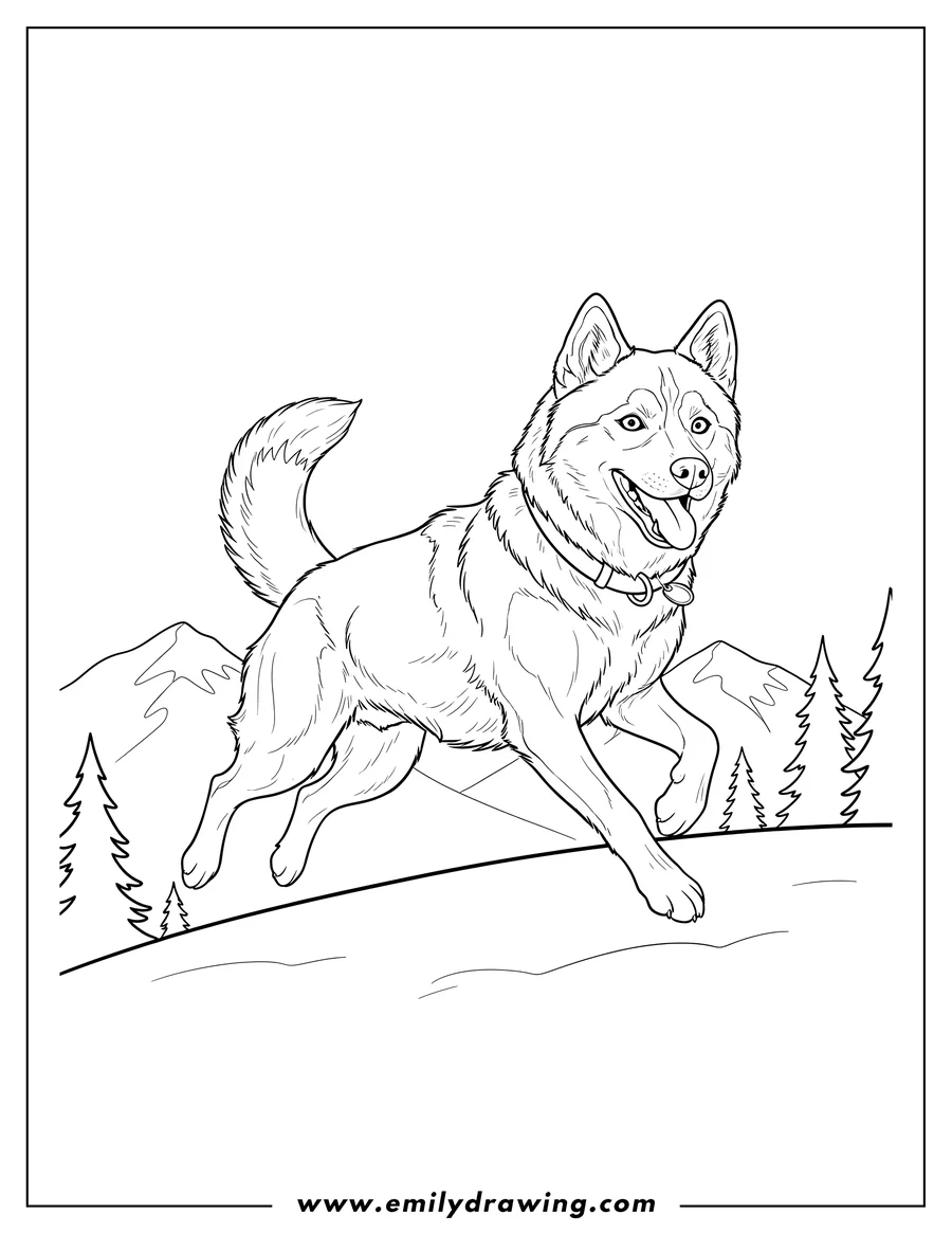 Free printable coloring sheet of realistic Husky with Collar Mid Leap, happy with perked ears and a curled tail