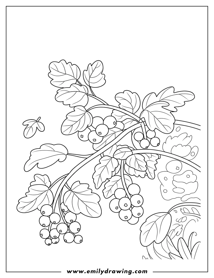 Outline drawing of currant Branch