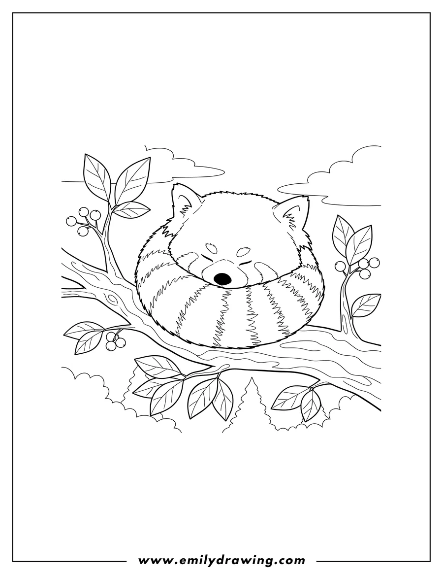 Downloadable coloring page of red Panda Sleeping Curled Up in a Tree