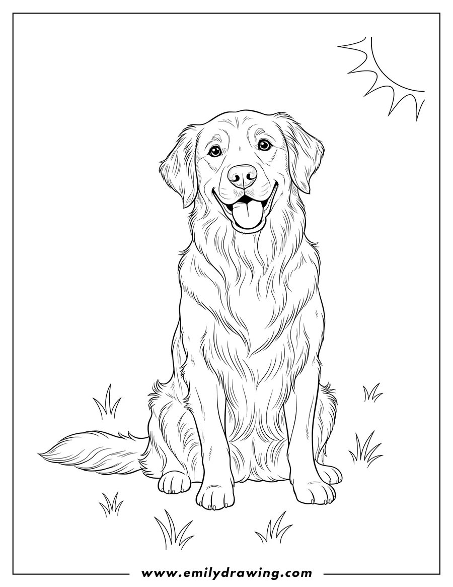 Outline drawing of adult Golden Retriever sitting and smiling
