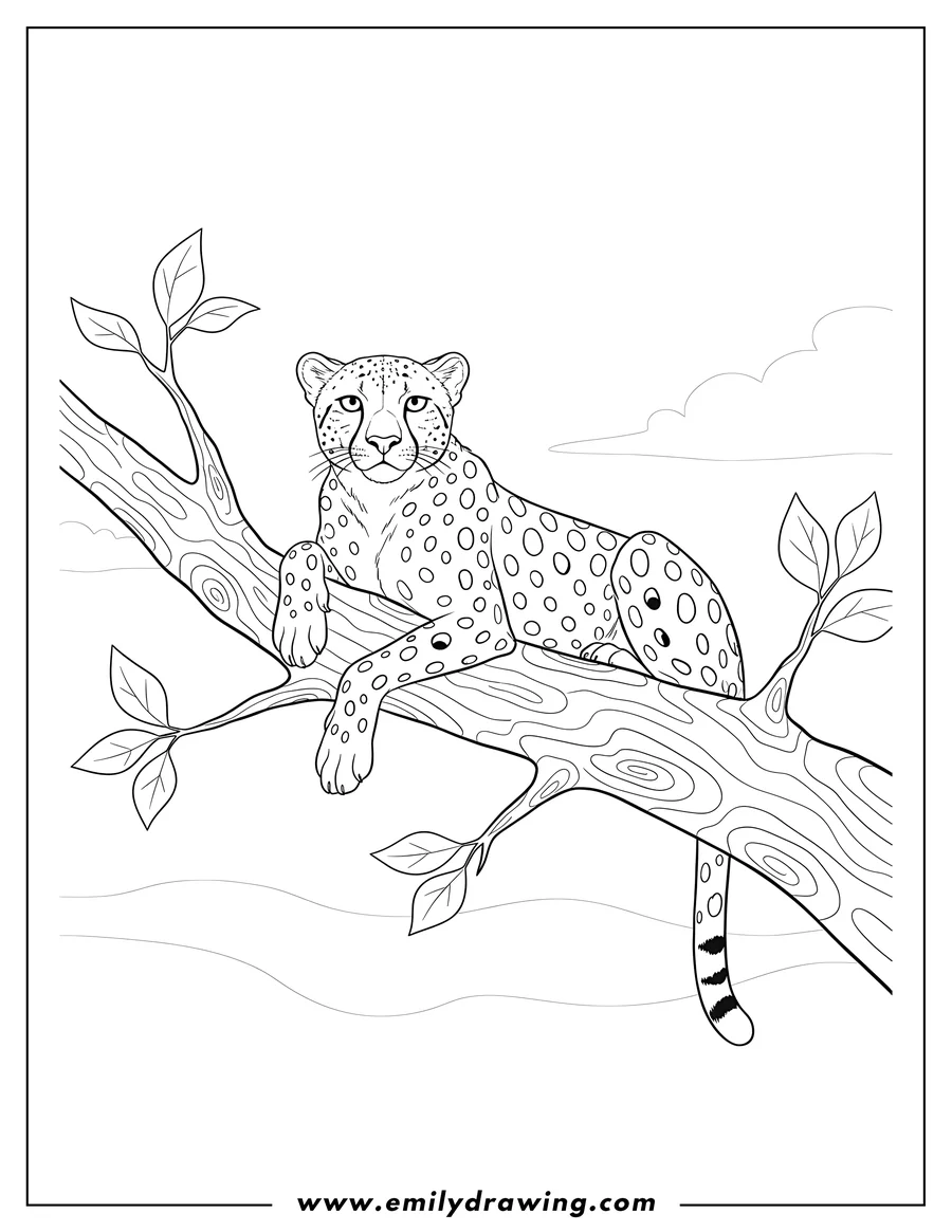 Coloring page of big Cheetah lying stretched out on tree branch, looking forward