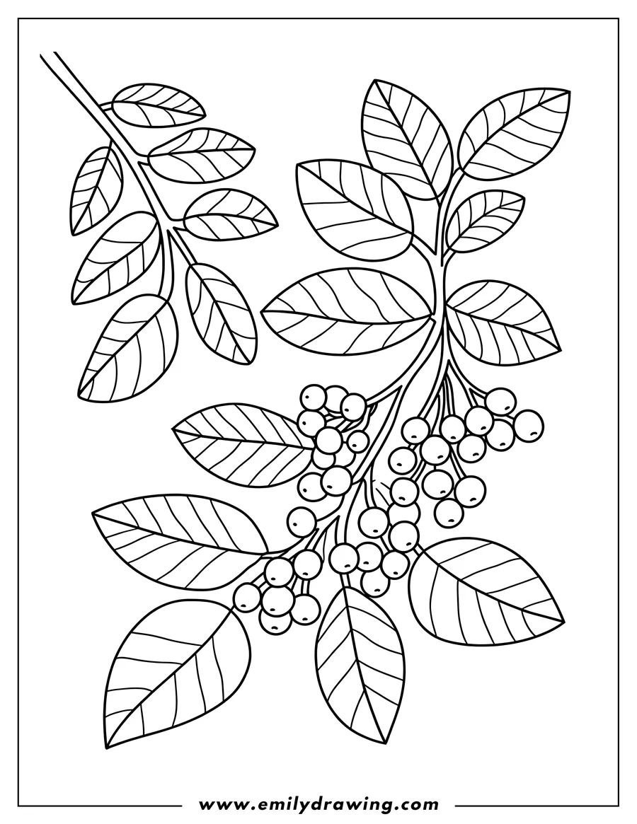 Outline drawing of branch with berries