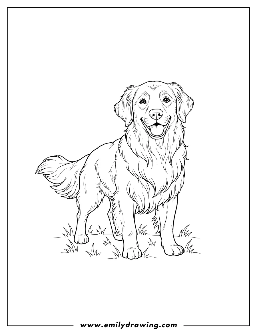Coloring sheet featuring fluffy Golden Retriever standing, smiling, on grass