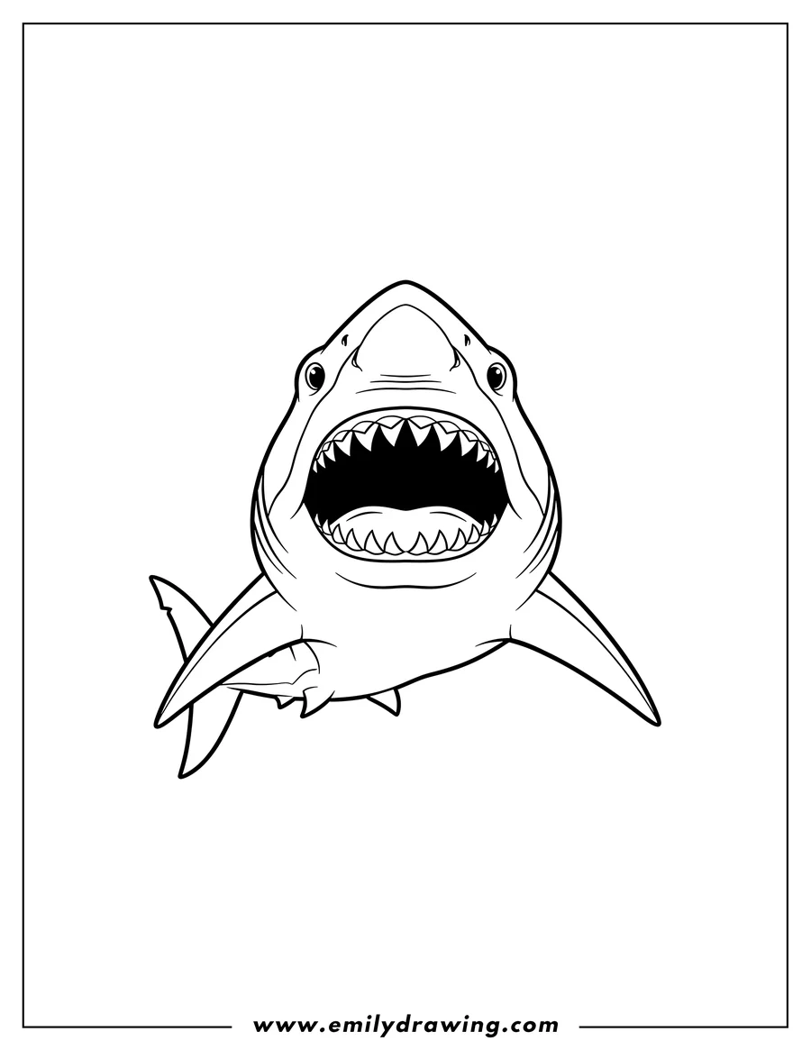 Simple sketch of great White Shark to color