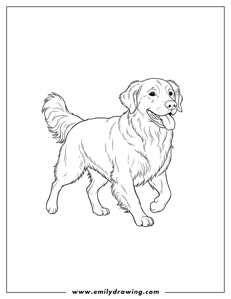 Downloadable coloring page of large Golden Retriever trotting with tongue out