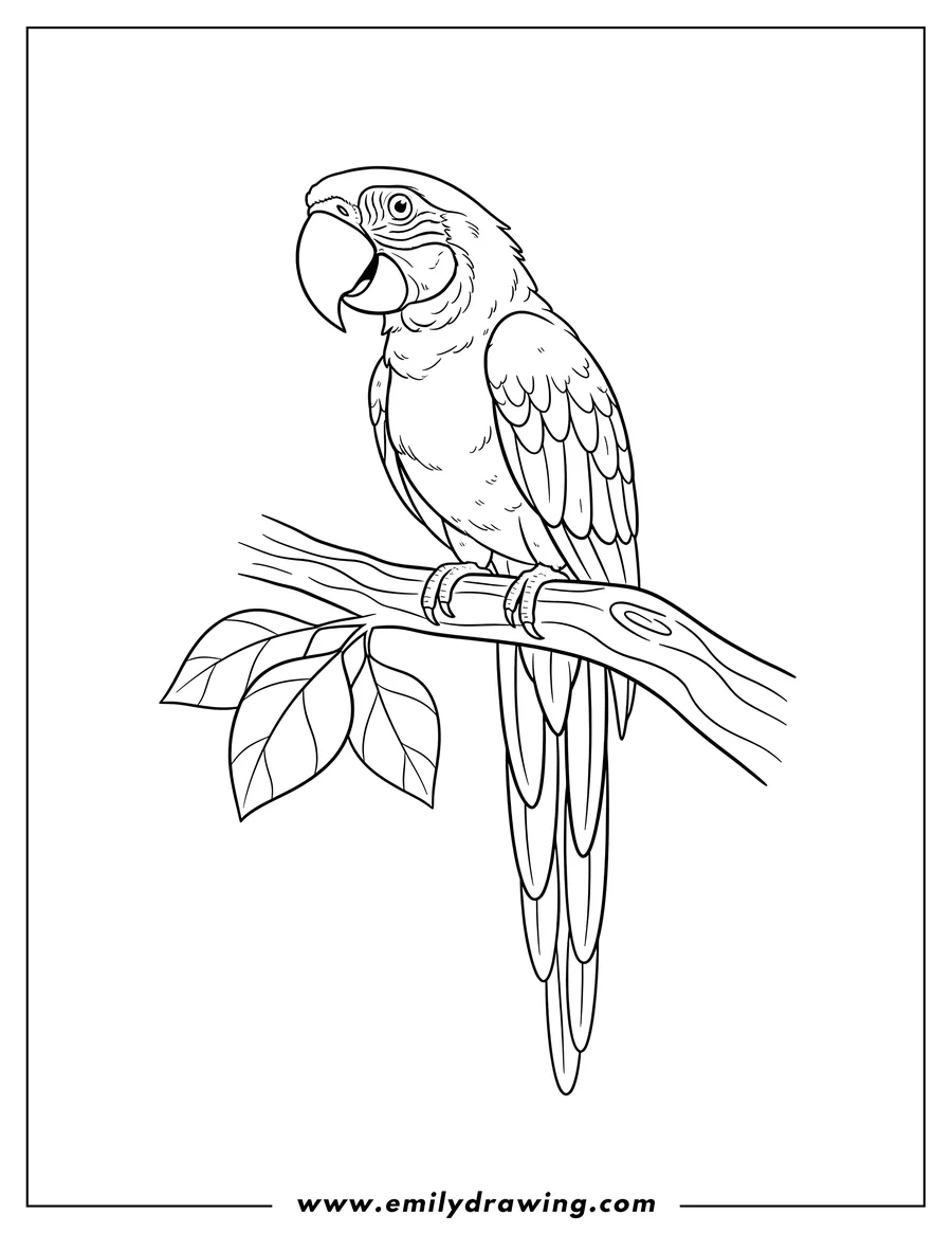 Simple sketch of macaw Parrot sitting on a branch to color