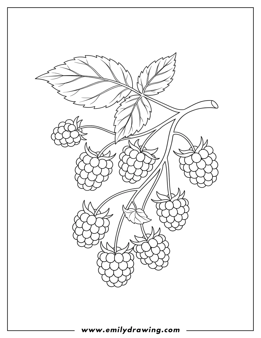 Black and white line art of multiple clusters of raspberries growing on a branch with a leaf