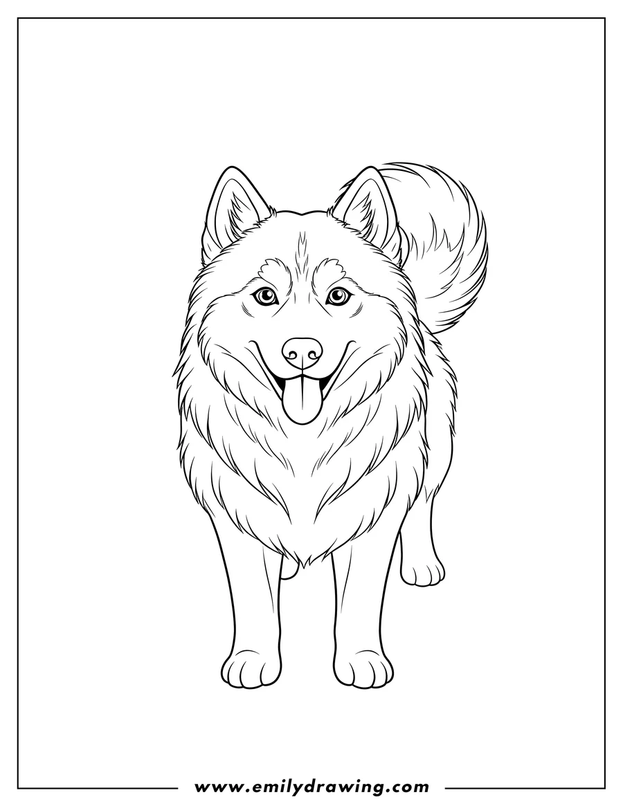 Full page coloring image of fluffy Siberian Husky To Color, facing forward with its tongue out