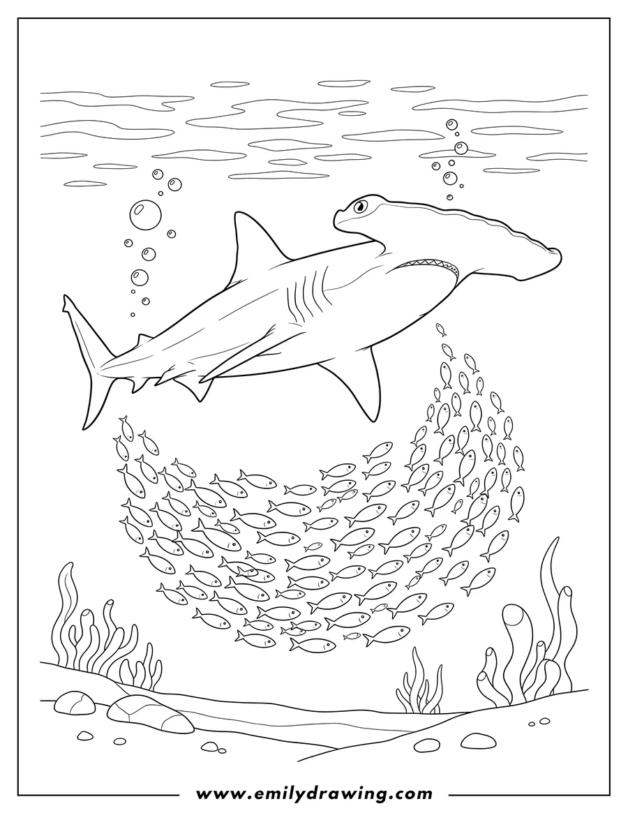 Simple sketch of realistic Hammerhead Shark Swimming towards a school of small fish to color