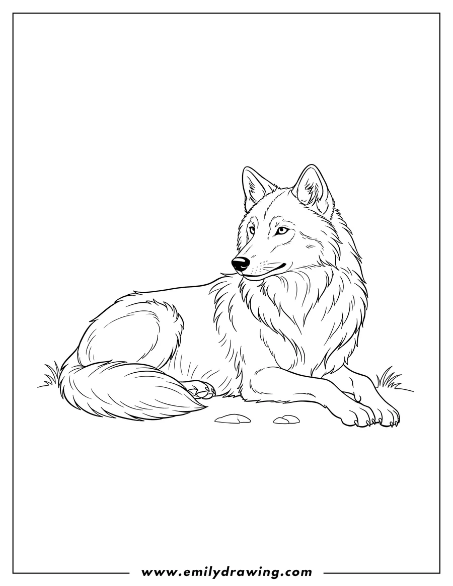 Coloring sheet featuring realistic Adult Wolf Lying Down, Head Turned to the Right