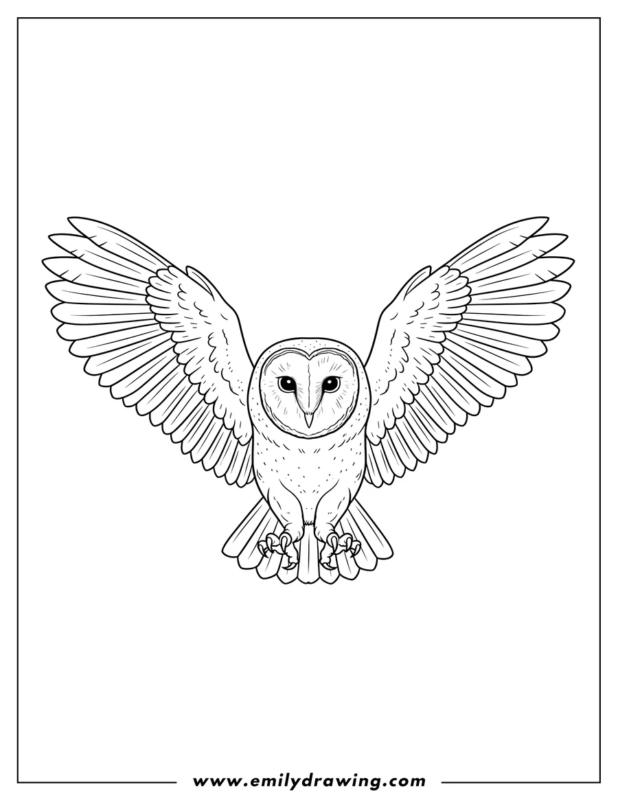 Coloring page for kids: realistic Barn Owl flying with wings spread wide and talons extended