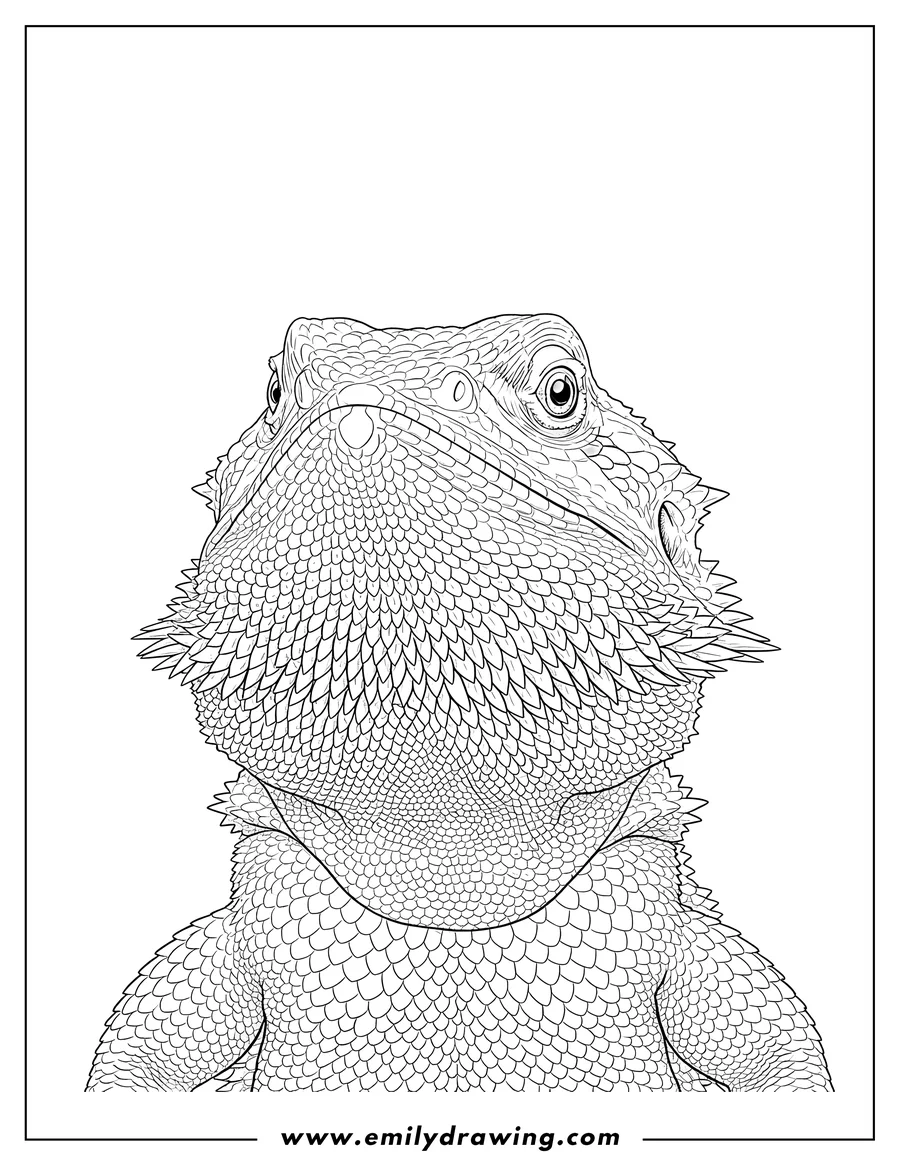 Doodle style coloring picture of realistic Bearded Dragon looking up