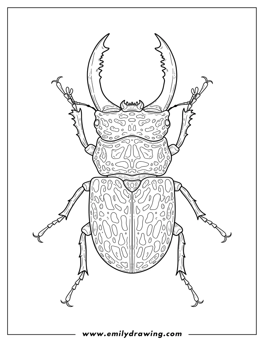 Outline drawing of stag Beetle With Textured Exoskeleton crawling, with large mandibles, from a top view