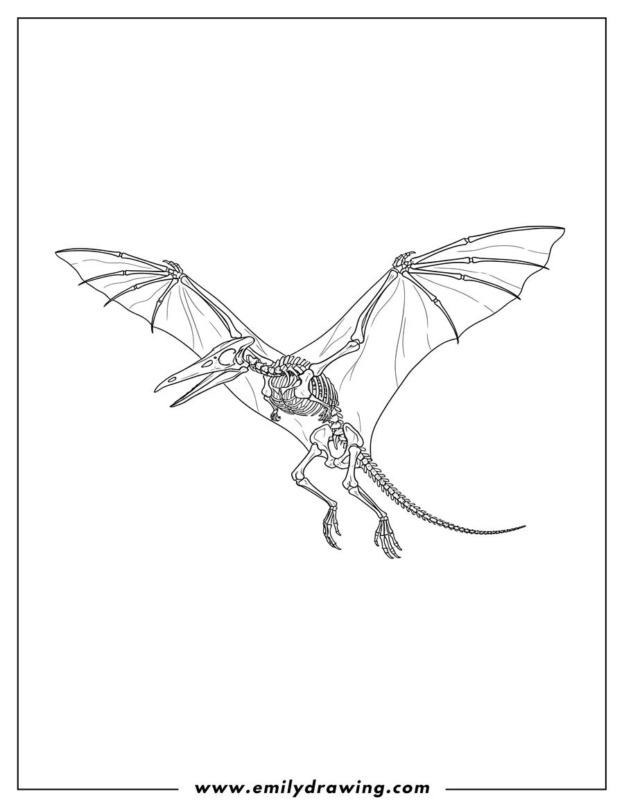 Black and white line art of pterodactyl Fossil flying with wings outstretched