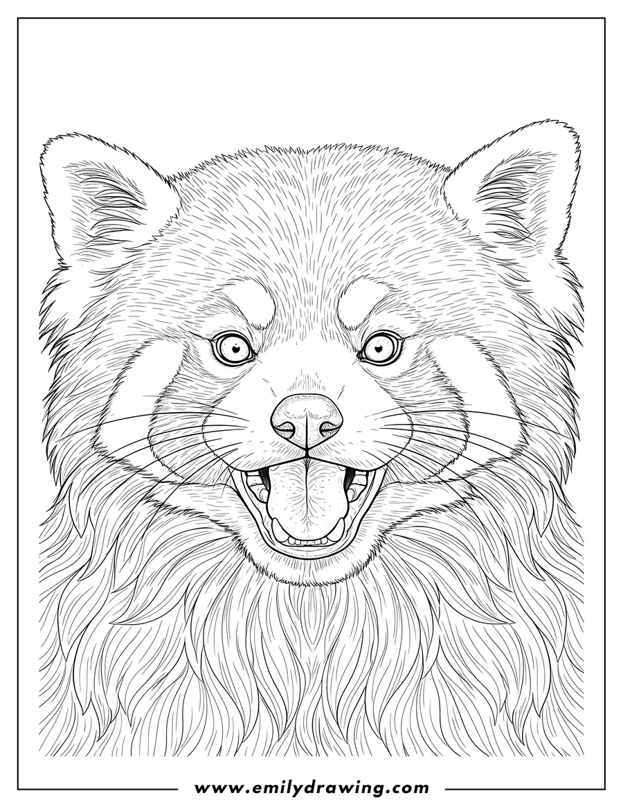 Coloring sheet featuring realistic Red Panda Face, with open mouth, visible tongue, and fluffy fur
