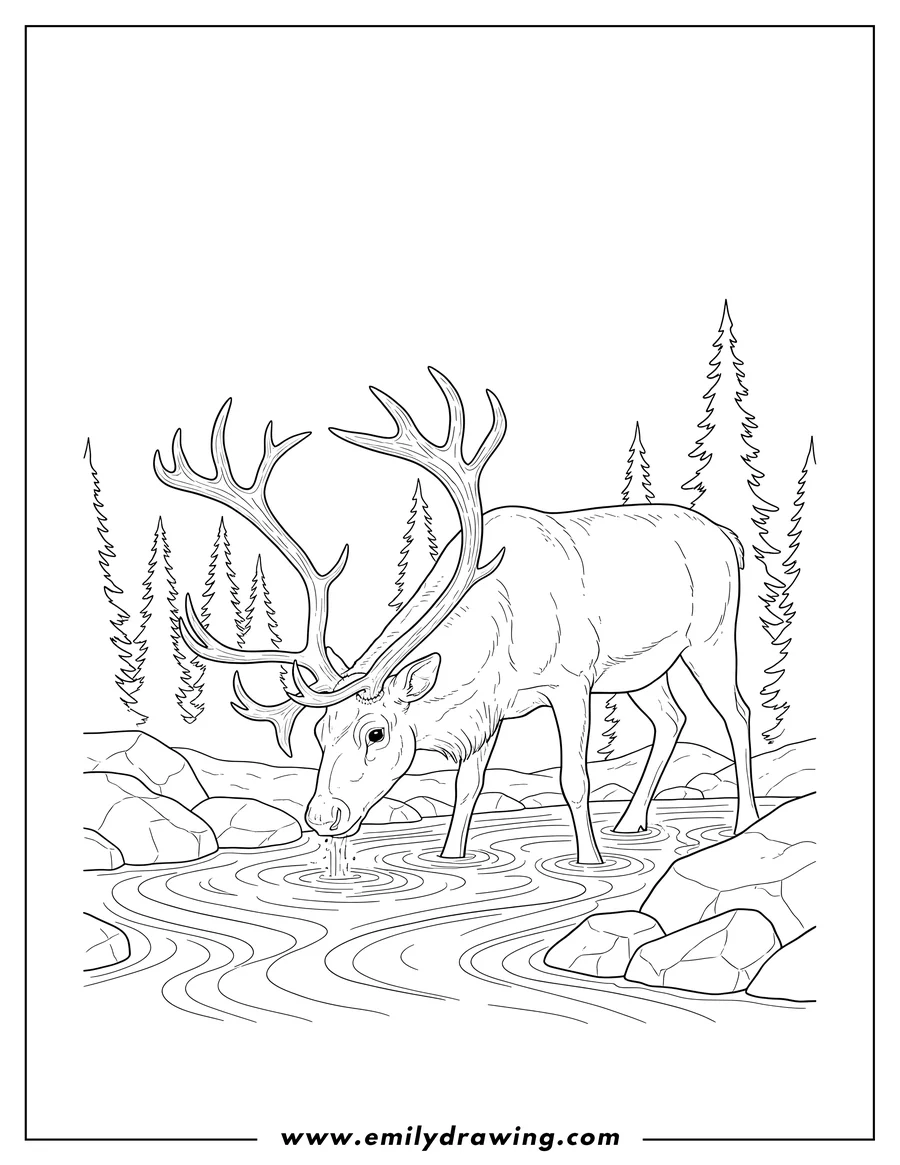 Printable coloring page of realistic Reindeer with Antlers Drinking Water From Stream