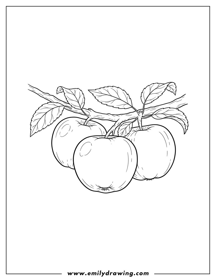 Downloadable coloring page of three Empire Apples hanging on branches with leaves