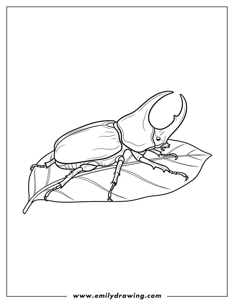 Simple sketch of rhinoceros Beetle On Leaf, resting, side view to color