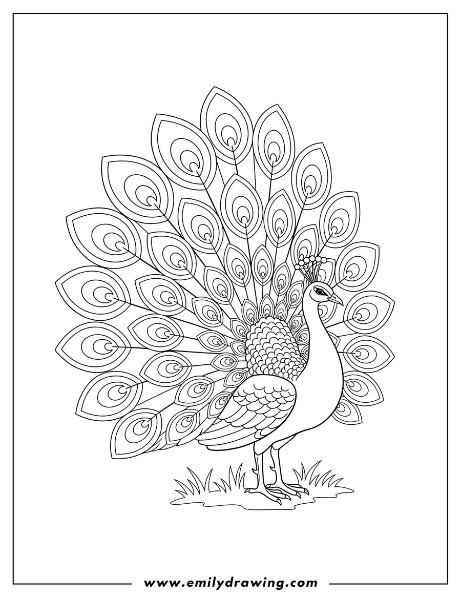 Black and white line art of side Profile Peacock With Fanned Feathers, standing with a crest