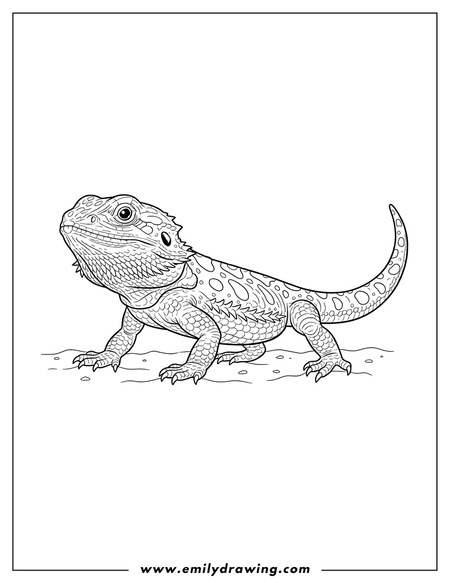 Coloring sheet featuring simple Bearded Dragon walking, with scales and spots