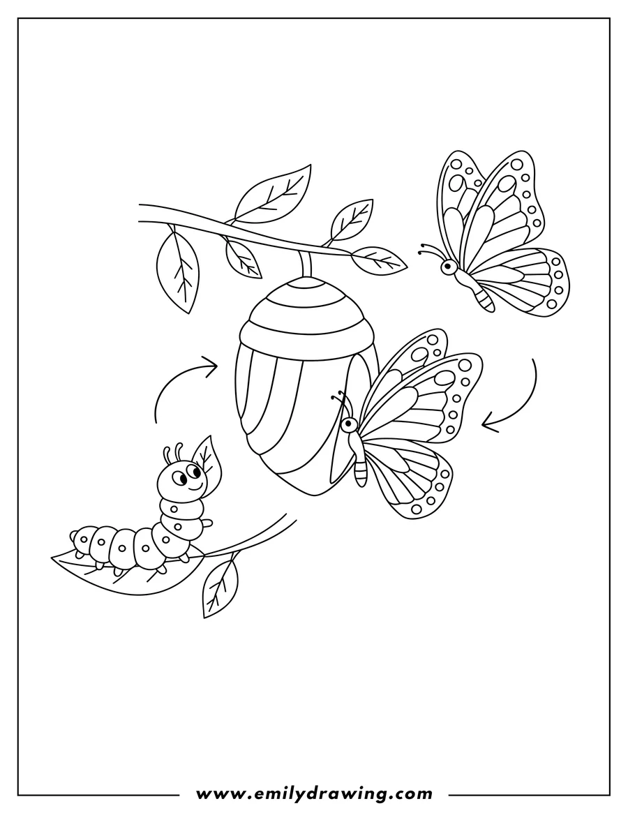 Coloring page for kids: simple Caterpillar Lifecycle From Cocoon To Butterfly with arrows, including a butterfly emerging