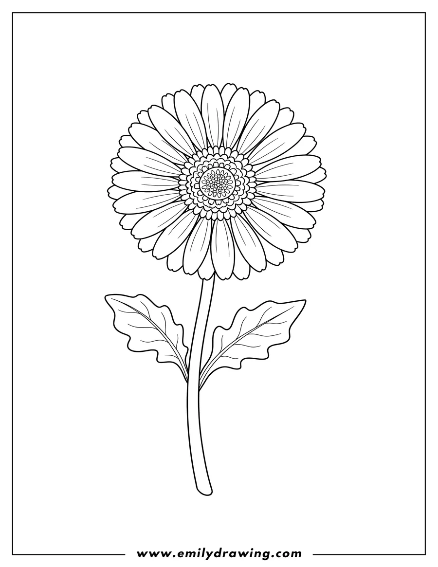 Coloring page for kids: single Gerbera Daisy with a long stem