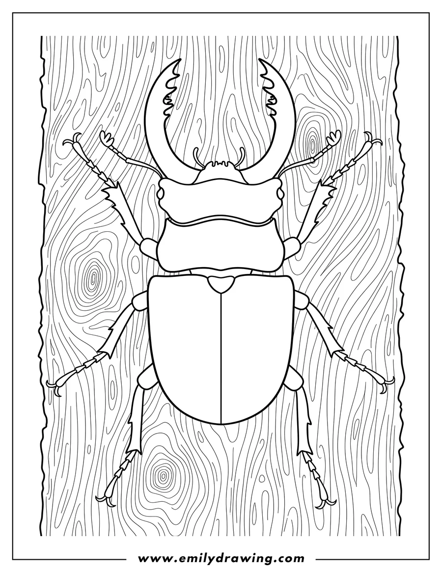High quality printable stag Beetle On Textured Wood, viewed from above, with legs spread for coloring