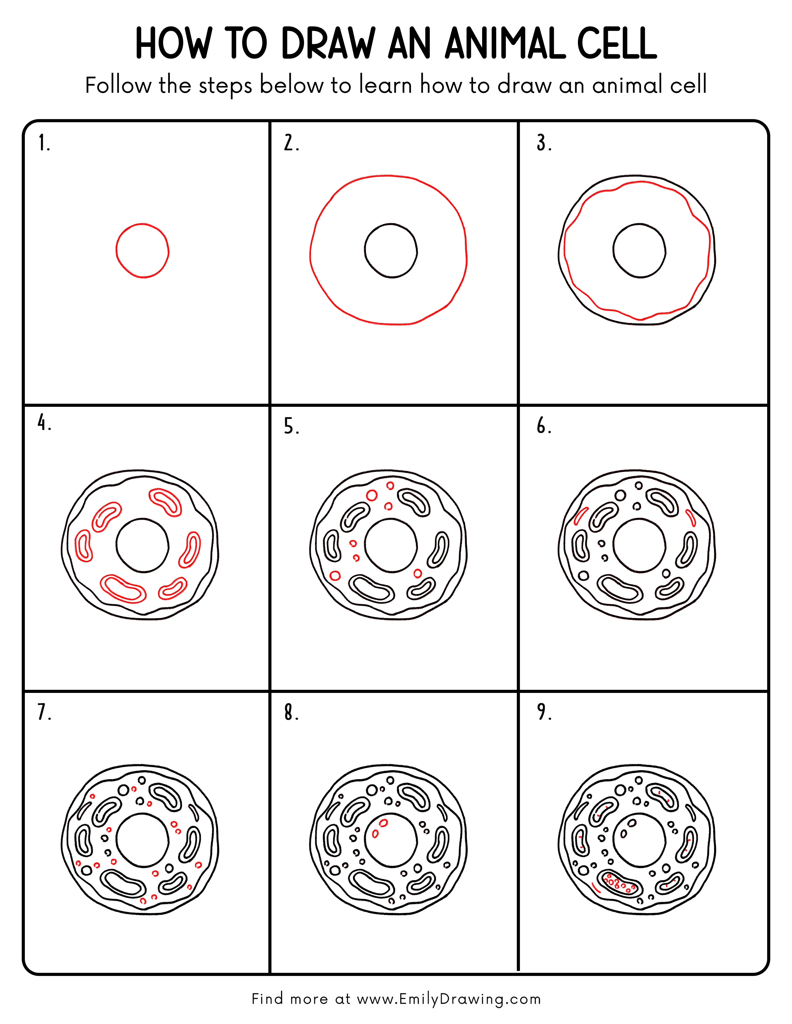 How to Draw an Animal Cell - Emily Drawing