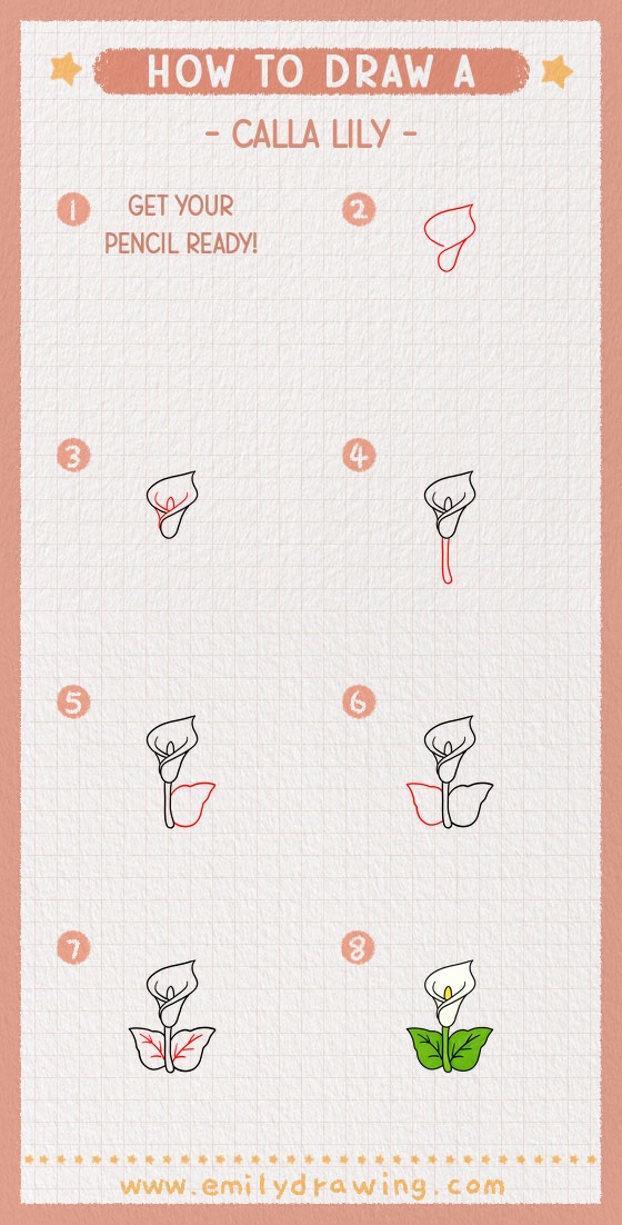 How to Draw a Calla Lily - Emily Drawing