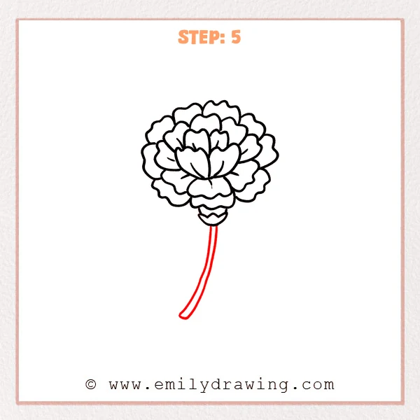 how to draw a carnation - Step 5