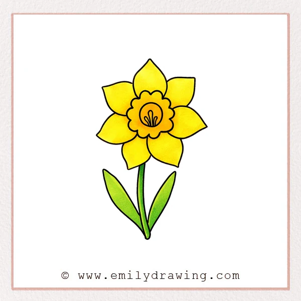 Preview of Daffodil drawing