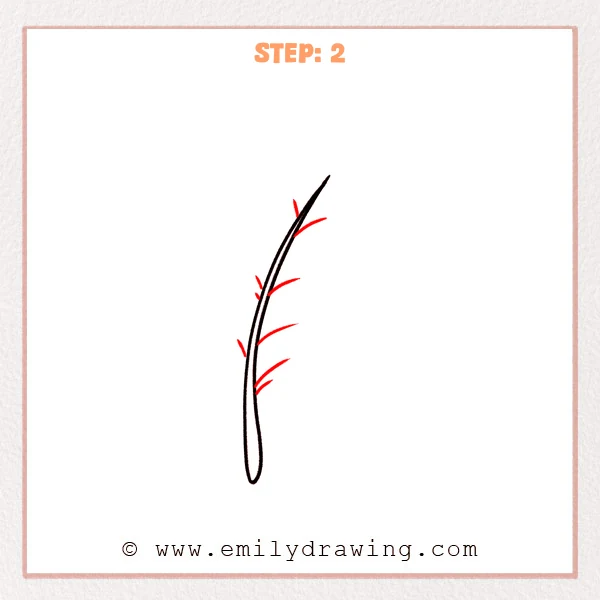 how to draw a feather - Step 2