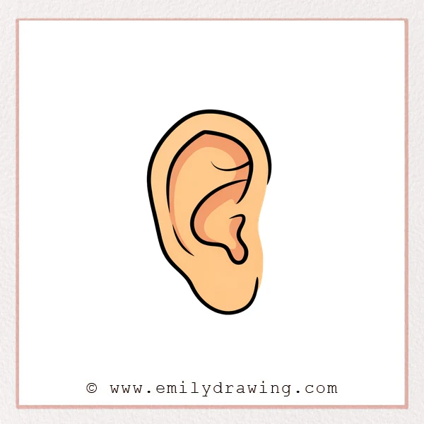 Preview of Ear drawing