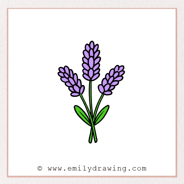 Preview of Lavender drawing