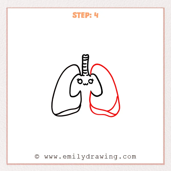 how to draw a lungs - A beginner-friendly lungs drawing adds the large right outer lung lobe with curved lower section details.
