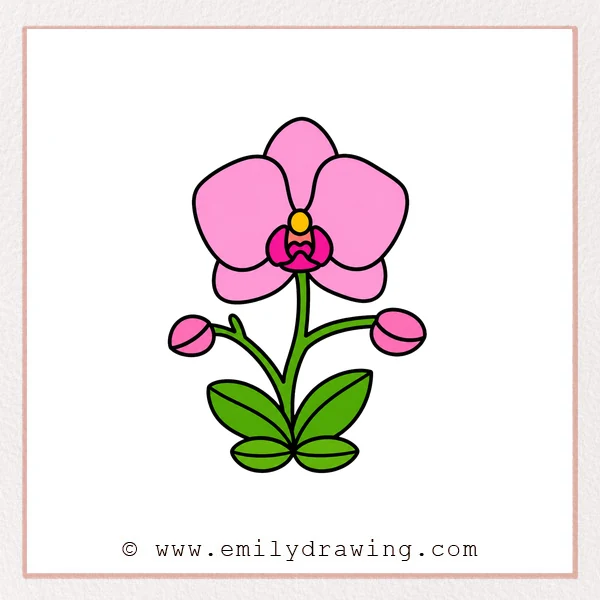 Preview of Orchid drawing