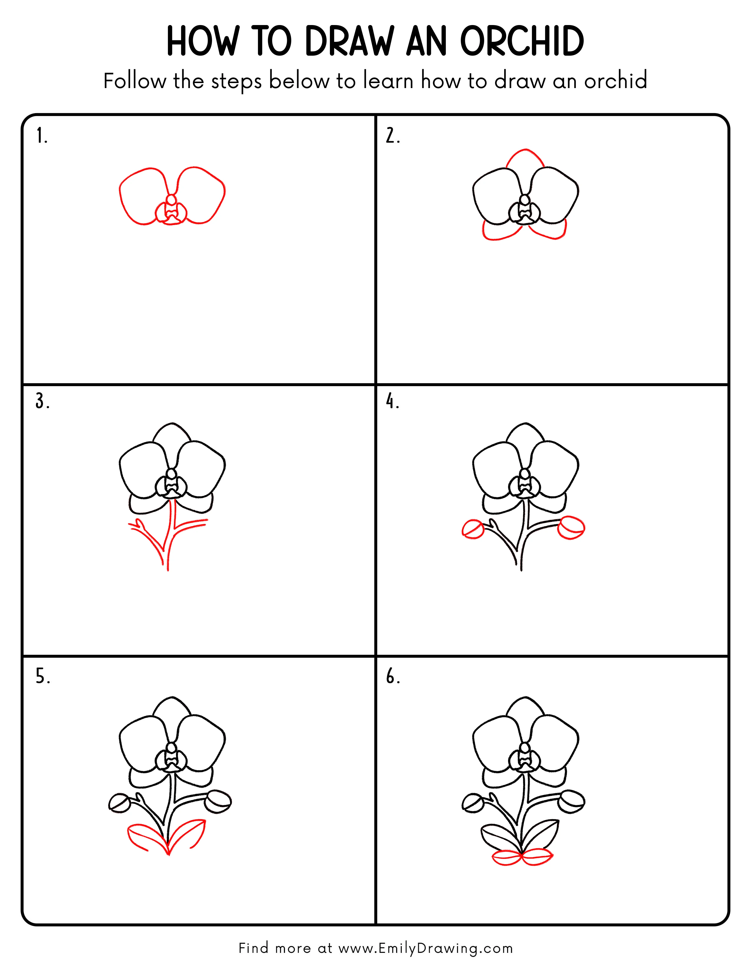 Printable Orchid Drawing Guide