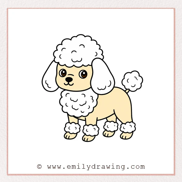 Preview of Poodle drawing