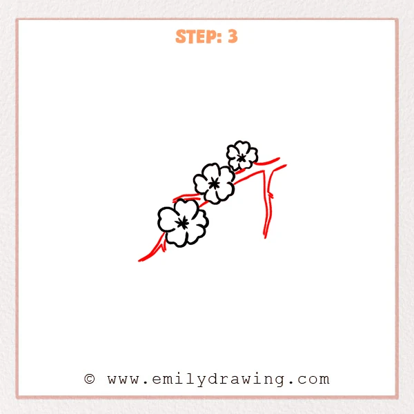 how to draw a cherry blossoms - Cherry blossoms Step 3 showing three blossoms attached to a forked branch